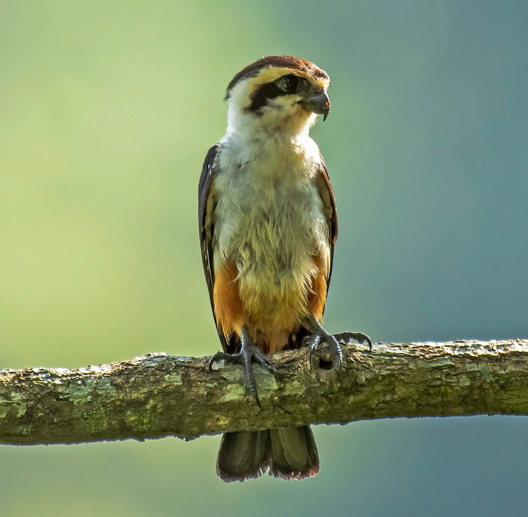Birds of Prey (Order Falconiformes)